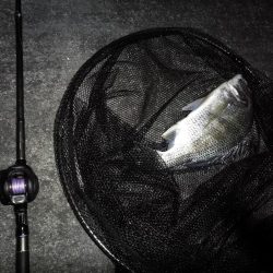 南港へち釣行 （11/15 南港ヘチ釣り キビレチヌ 44cm、タケノコメバル19cm 他 釣果有り）