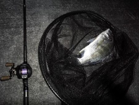 南港へち釣行 （11/15 南港ヘチ釣り キビレチヌ 44cm、タケノコメバル19cm 他 釣果有り）