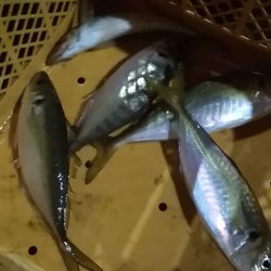 　中あじフィーバー