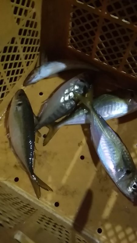 　中あじフィーバー