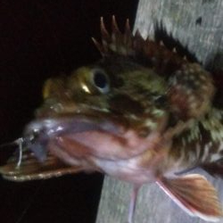 ガシラ2 キビレ1