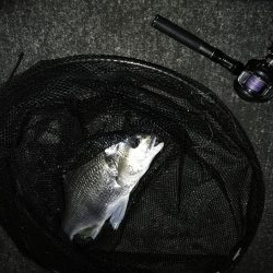 南港へち釣行 (11/16 南港ヘチ釣り キビレチヌ 45cm、真チヌ、ハゼ 釣果有り)