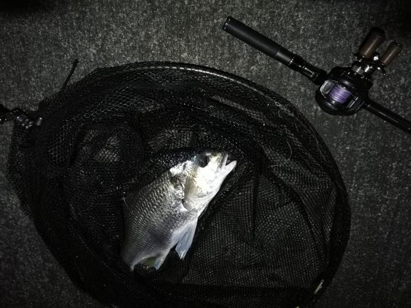 南港へち釣行 (11/16 南港ヘチ釣り キビレチヌ 45cm、真チヌ、ハゼ 釣果有り)