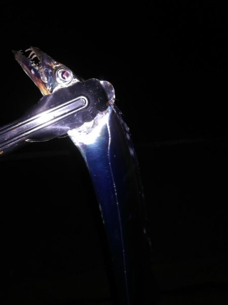 久しぶりにタチウオ探して