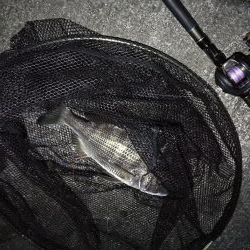 南港へち釣行 （11/17 南港ヘチ釣り 真チヌ 35cm、キビレチヌ、ハゼ 釣果有り）