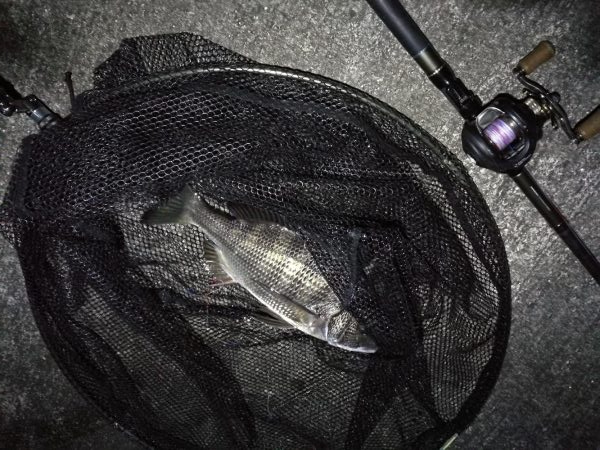 南港へち釣行 （11/17 南港ヘチ釣り 真チヌ 35cm、キビレチヌ、ハゼ 釣果有り）