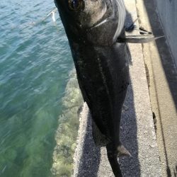 シーバスゲット