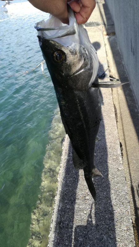 シーバスゲット