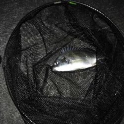 南港へち釣行 (11/18 南港ヘチ釣り キビレチヌ 33cm、真チヌ、ハゼ 釣果有り)