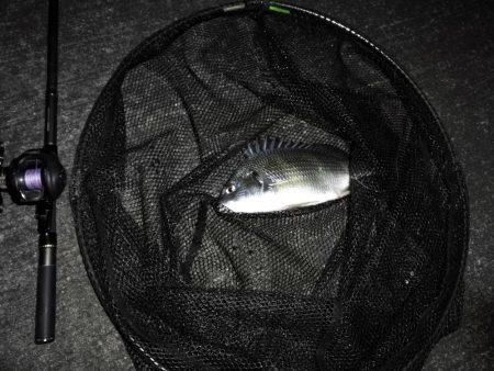 南港へち釣行 (11/18 南港ヘチ釣り キビレチヌ 33cm、真チヌ、ハゼ 釣果有り)