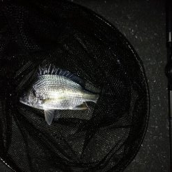 南港へち釣行 (11/20 木枯らし吹く南港ヘチ釣り キビレチヌ 32.5cm、ハゼ 釣果有り)