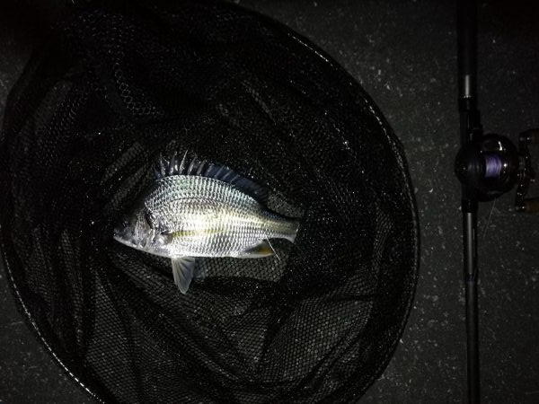 南港へち釣行 (11/20 木枯らし吹く南港ヘチ釣り キビレチヌ 32.5cm、ハゼ 釣果有り)