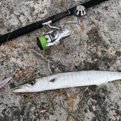 久しぶりのお出掛けでバラクーダ