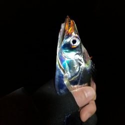 南港釣行 （11/23 南港タチウオ釣り 3本 釣果有り）