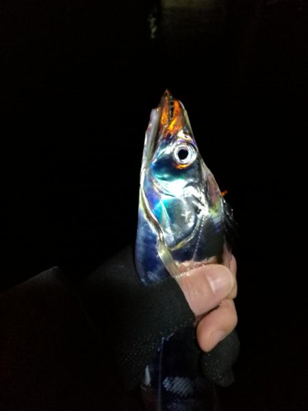 南港釣行 （11/23 南港タチウオ釣り 3本 釣果有り）