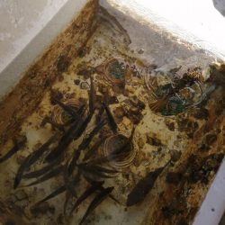 青物、コウイカ