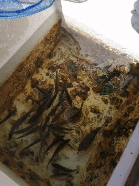 青物、コウイカ