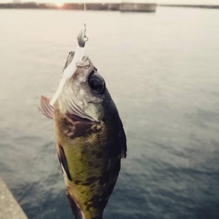 魚探しのライトゲーム用