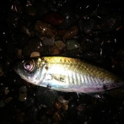 アジングで入れ食い　