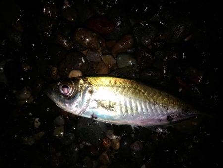 アジングで入れ食い　