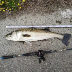 居着きシーバス