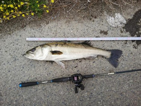 居着きシーバス