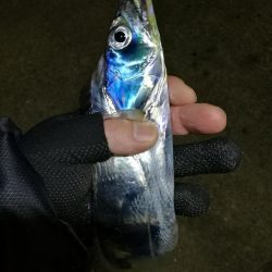 南港釣行 (11/27 南港タチウオ釣り 3本 釣果有り)