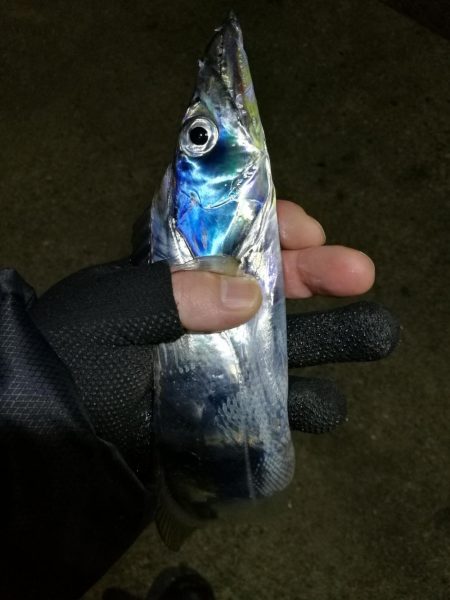 南港釣行 (11/27 南港タチウオ釣り 3本 釣果有り)