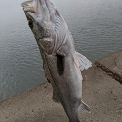 朝マズメ　3投目でシーバス！