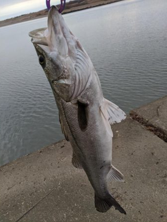 朝マズメ　3投目でシーバス！