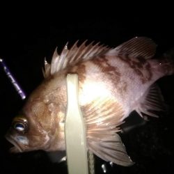 メバリング　newロッド鱗付け