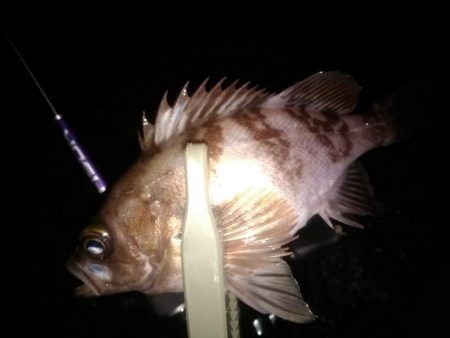 メバリング　newロッド鱗付け