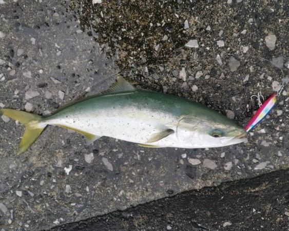 ミノーでヒット