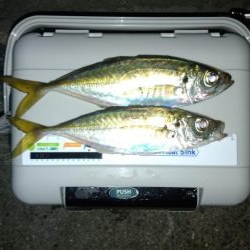 今年最後のアジング？