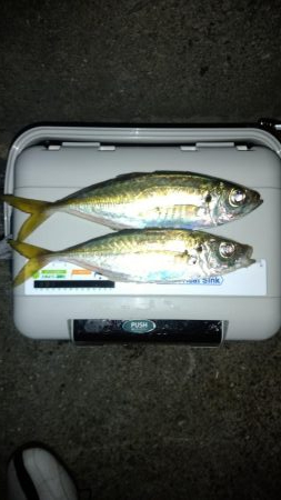 今年最後のアジング？