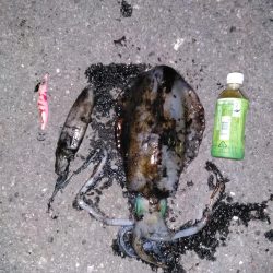 久しぶりのキロオーバー！