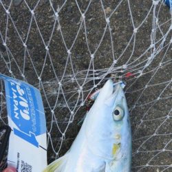 諦めた頃に青物が・・・