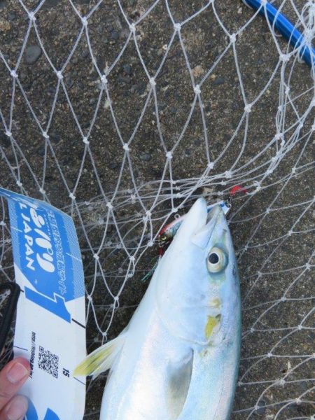 諦めた頃に青物が・・・