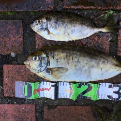 アイゴ2匹（最大42㎝）、メッキ2匹（25㎝）、ヘダイ2匹（25㎝）、チャリコ1匹（20㎝）、コアジ