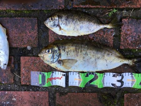 アイゴ2匹（最大42㎝）、メッキ2匹（25㎝）、ヘダイ2匹（25㎝）、チャリコ1匹（20㎝）、コアジ