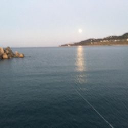 シマアジ31㎝、アイゴ28㎝