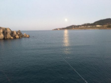 シマアジ31㎝、アイゴ28㎝