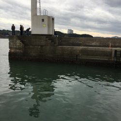 コアジ71匹、ヒイラギ30匹