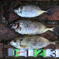 アイゴ3匹(最大40㎝)、ヘダイ2匹(最大26㎝)、グレ13匹(最大25㎝)、サンバソウ2匹、コアジ16匹