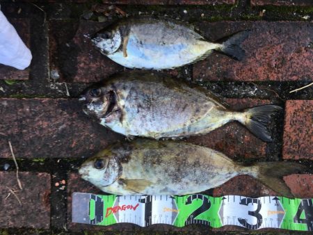 アイゴ3匹(最大40㎝)、ヘダイ2匹(最大26㎝)、グレ13匹(最大25㎝)、サンバソウ2匹、コアジ16匹