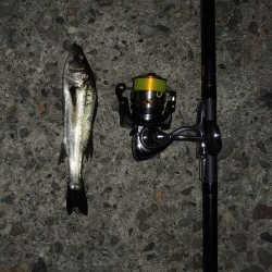 晩秋のエビ撒き釣り メバルがほとんど