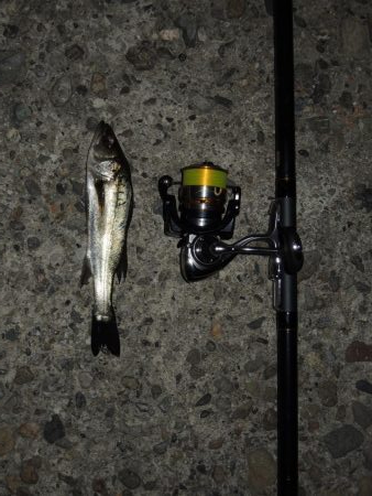 晩秋のエビ撒き釣り メバルがほとんど