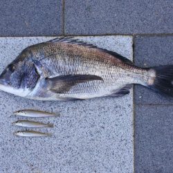 落ちギスを狙ったが、不調