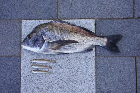 落ちギスを狙ったが、不調