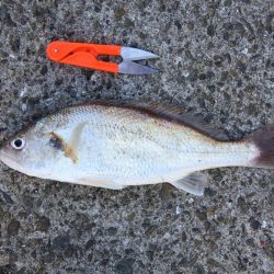 落ちギス釣り　例年に比べて不調